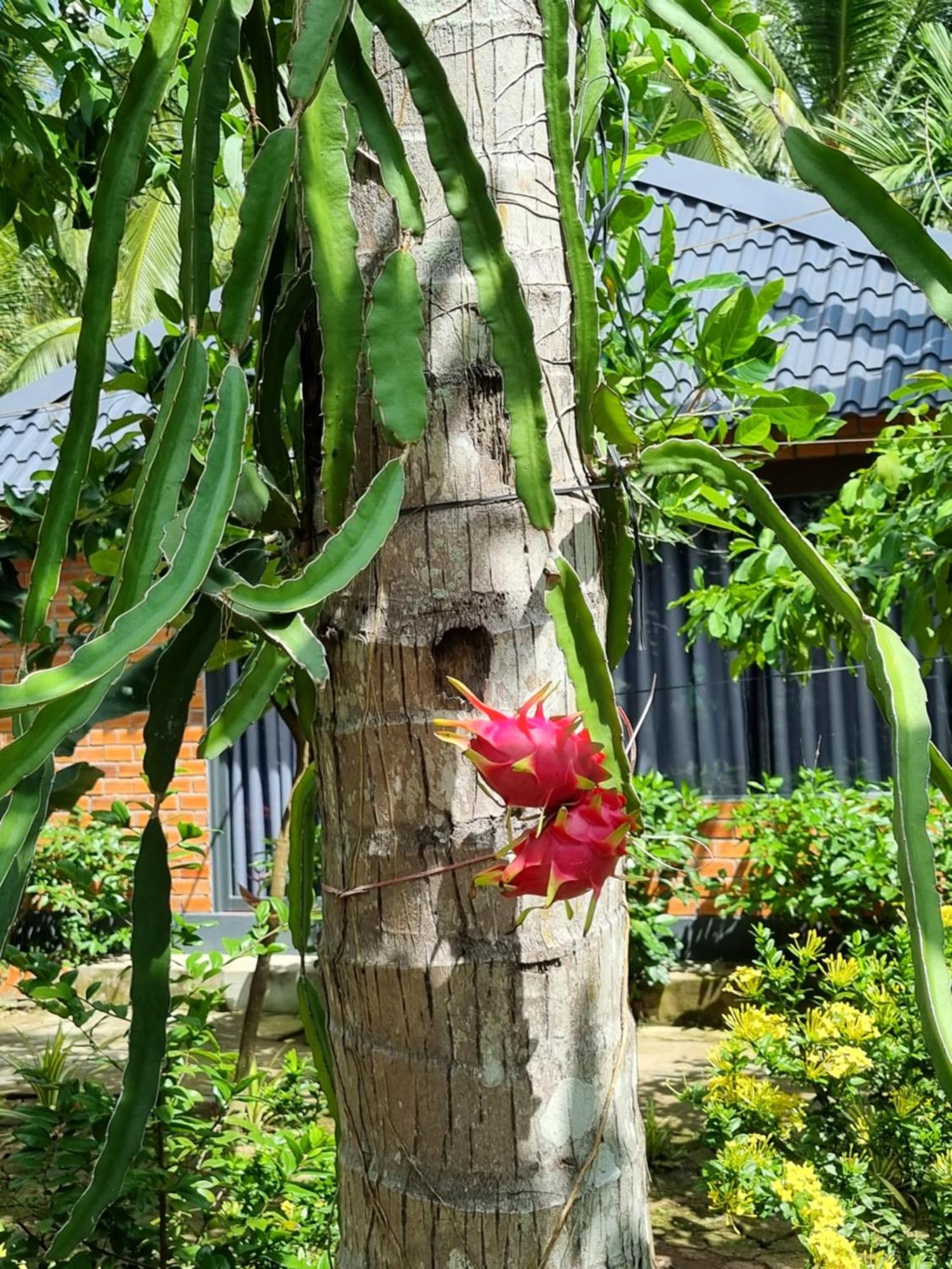 Homestay Nam Ham Luong Ben Tre Exteriér fotografie
